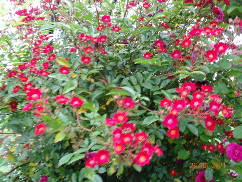  - Trandafiri 2021 2