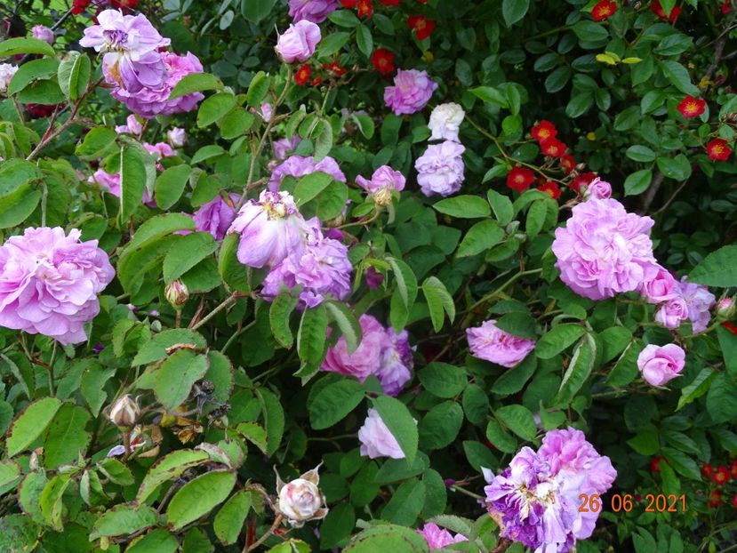  - Trandafiri 2021 2