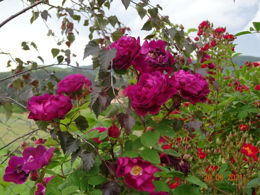  - Trandafiri 2021 2