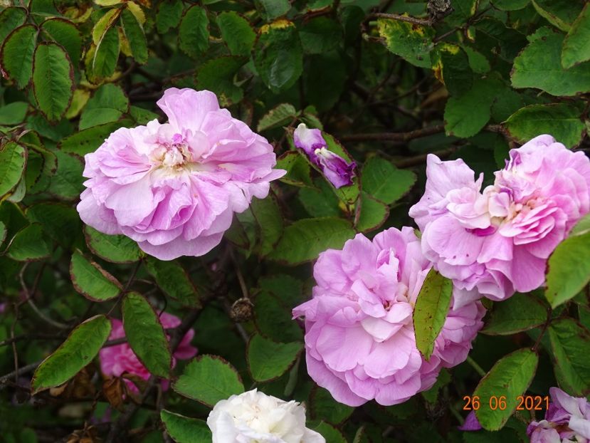  - Trandafiri 2021 2