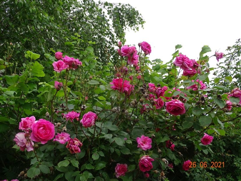  - Trandafiri 2021 2