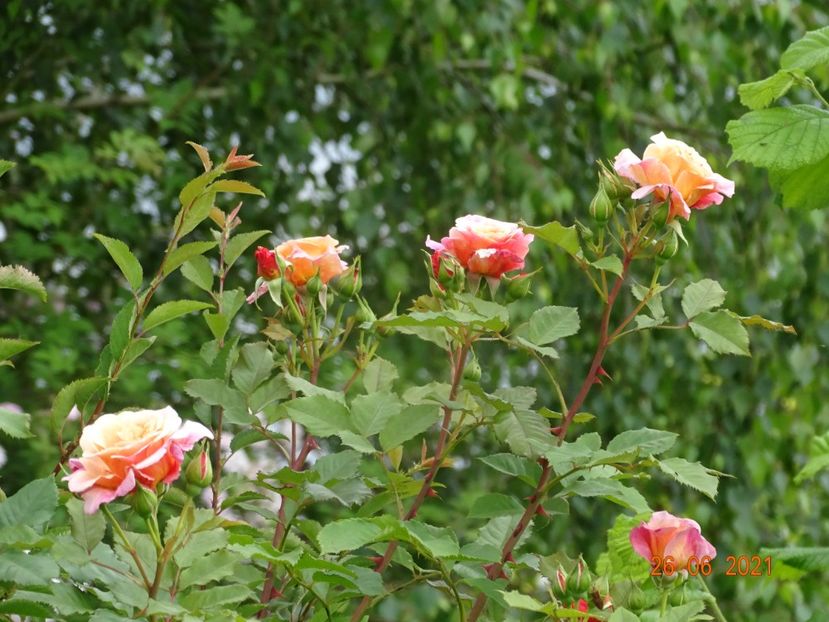  - Trandafiri 2021 2