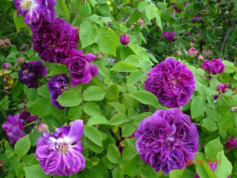  - Trandafiri 2021 2