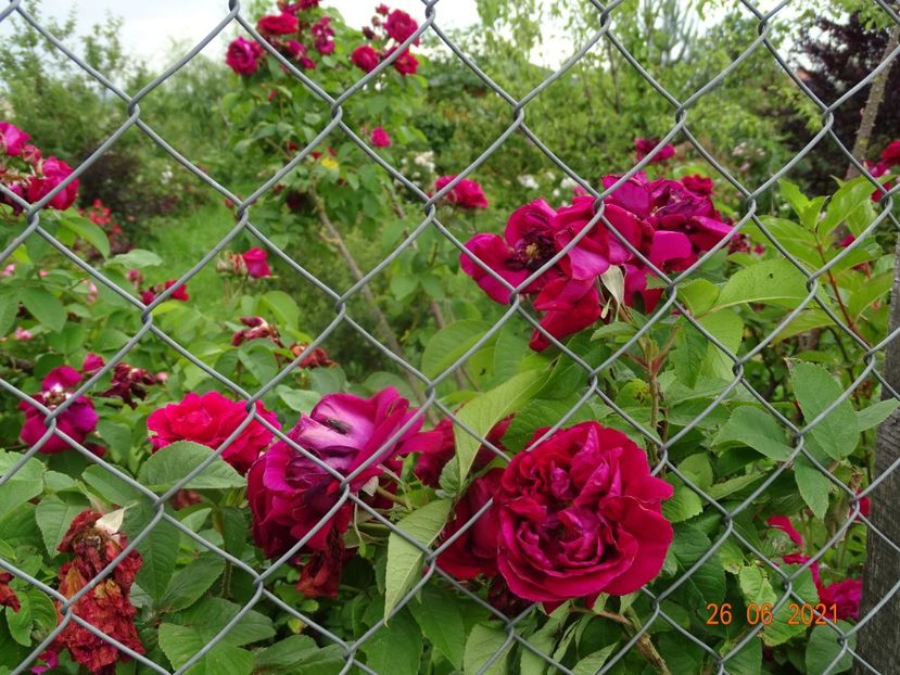  - Trandafiri 2021 2