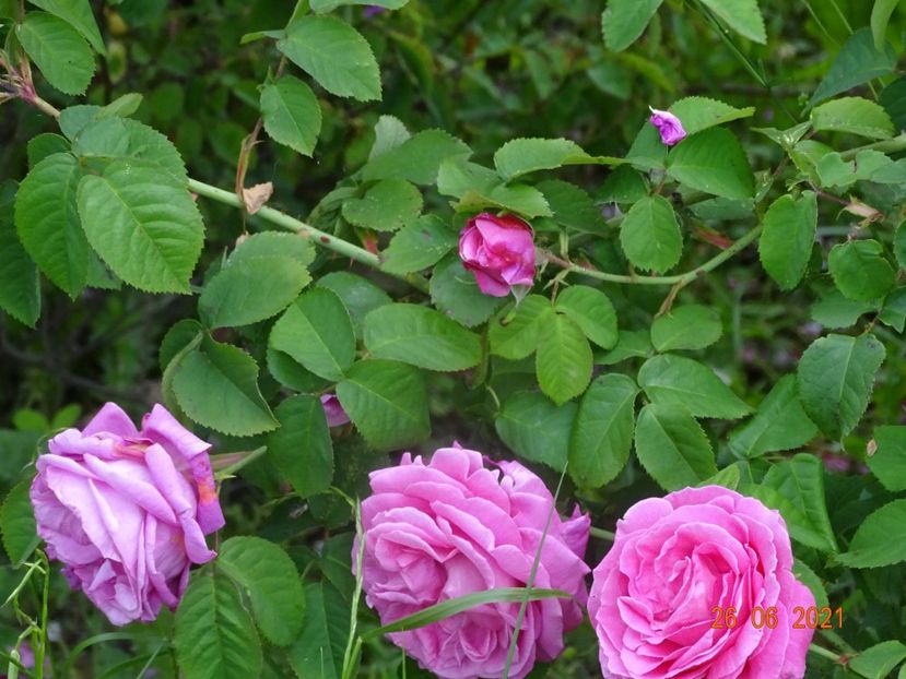  - Trandafiri 2021 2