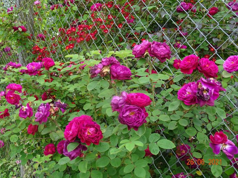  - Trandafiri 2021 2