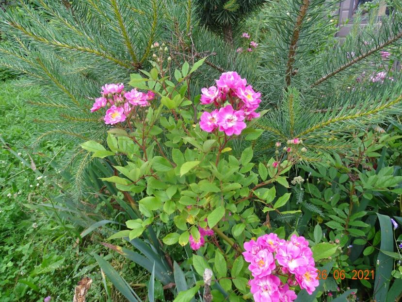  - Trandafiri 2021 2