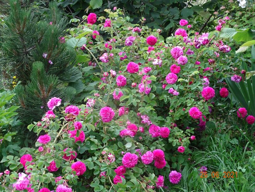  - Trandafiri 2021 2