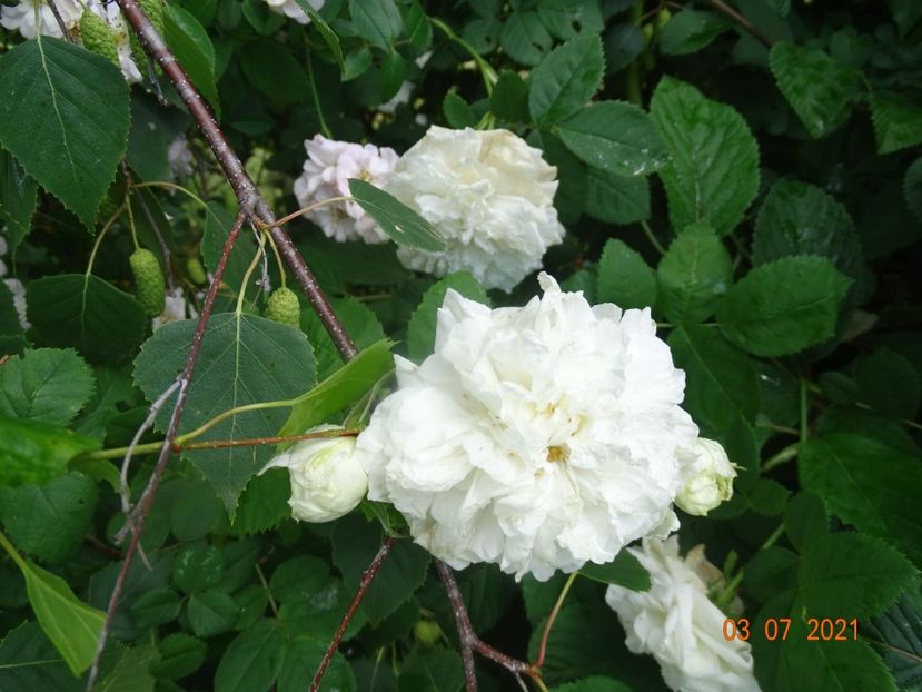  - Trandafiri 2021 2