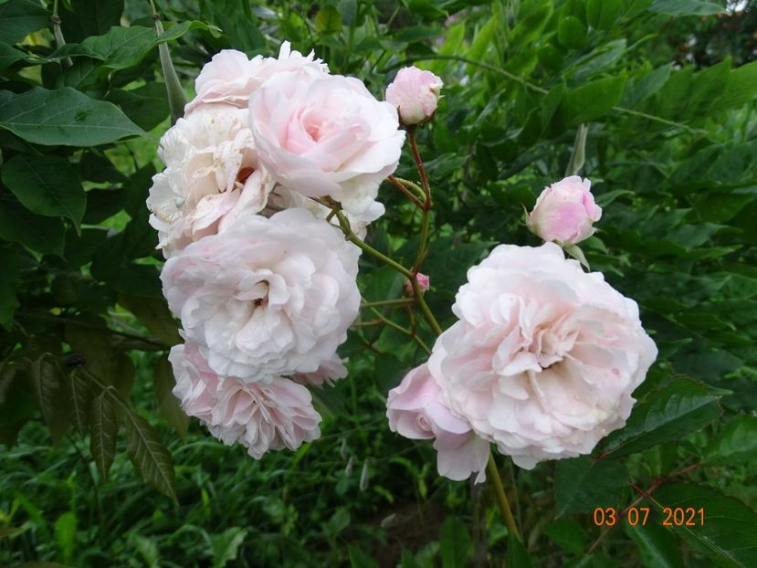  - Trandafiri 2021 2
