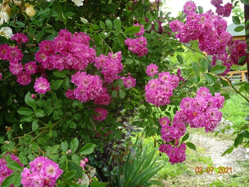  - Trandafiri 2021 2