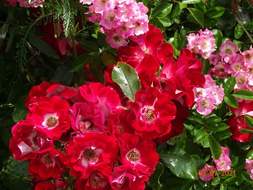  - Trandafiri 2021 2