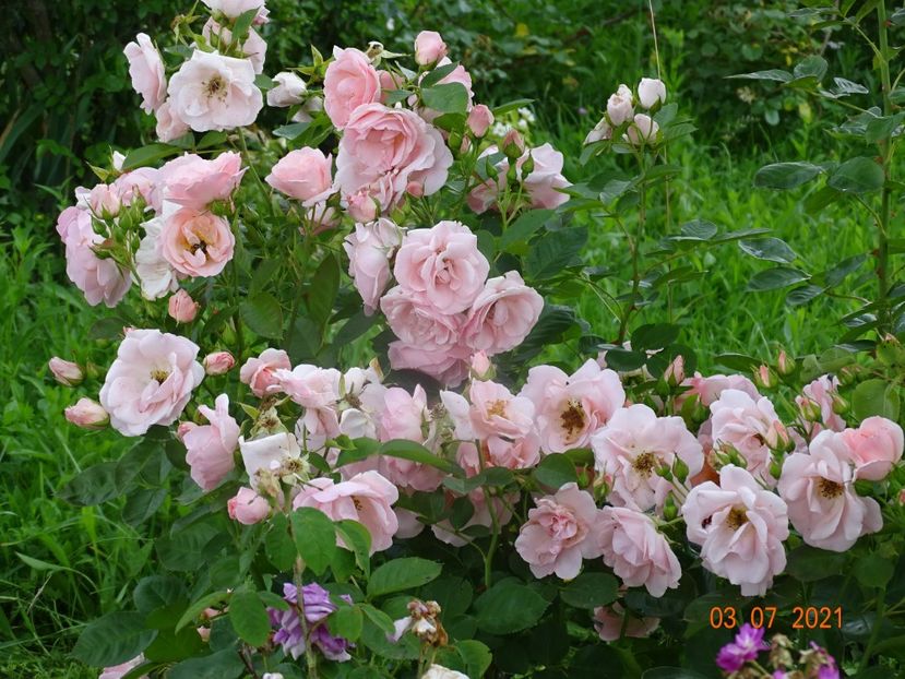  - Trandafiri 2021 2
