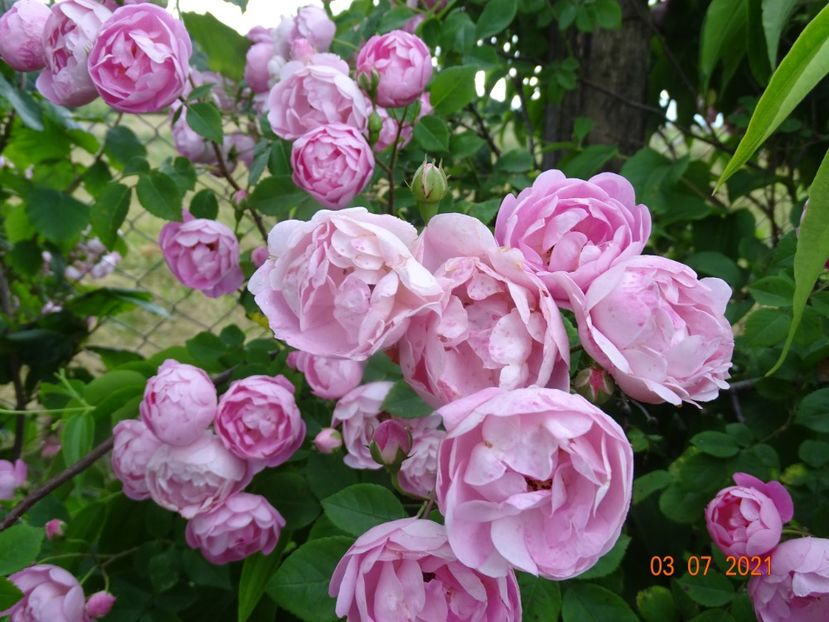  - Trandafiri 2021 2