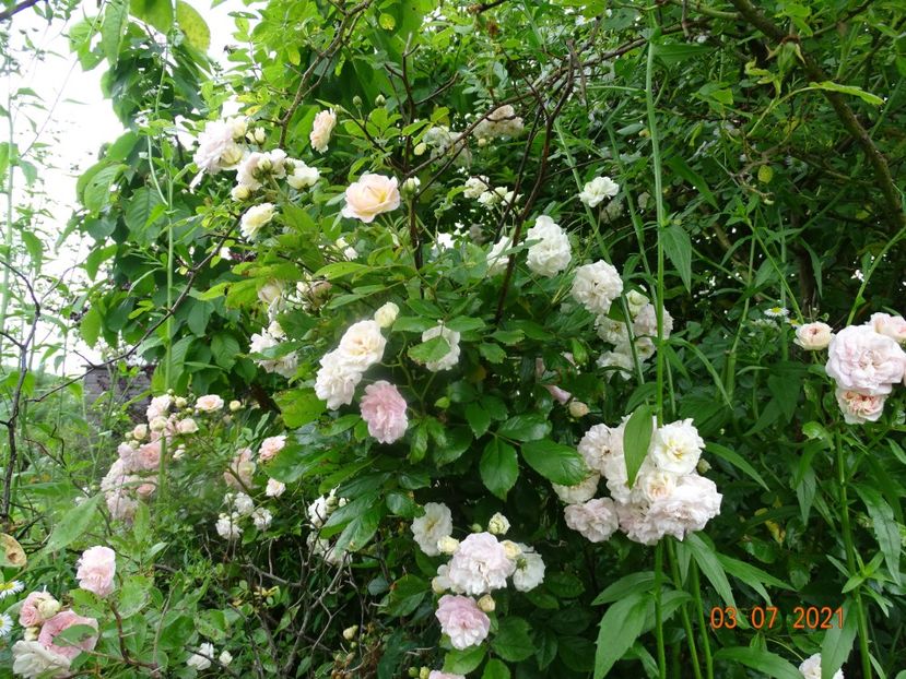  - Trandafiri 2021 2