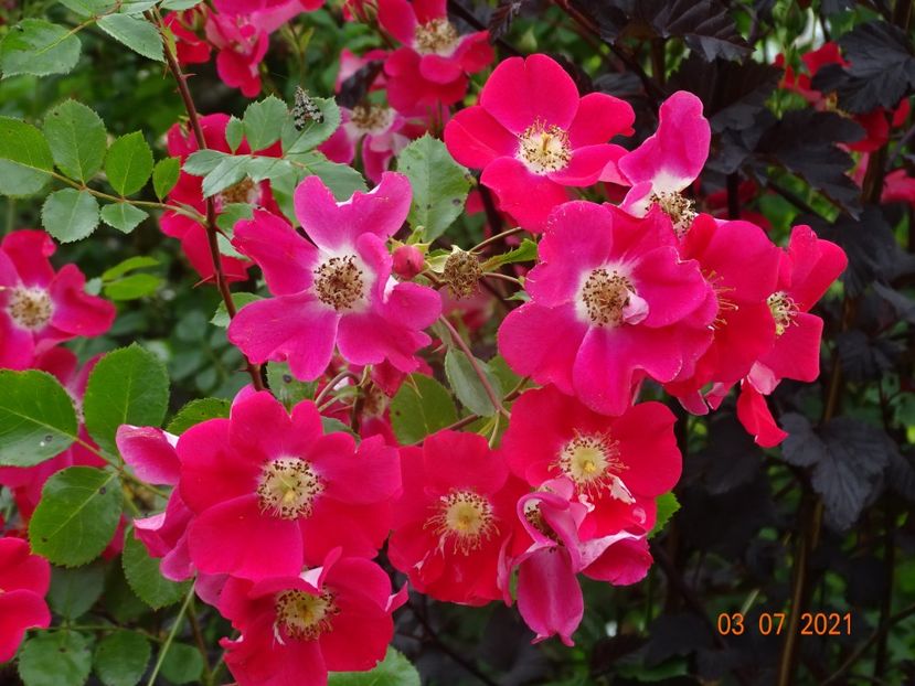  - Trandafiri 2021 2