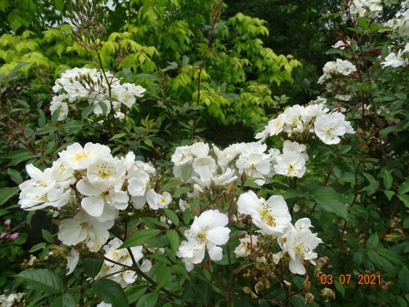  - Trandafiri 2021 2