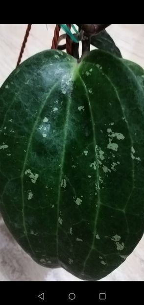 Screenshot_20211016_185012_com.android.gallery3d - Hoya Latifolia