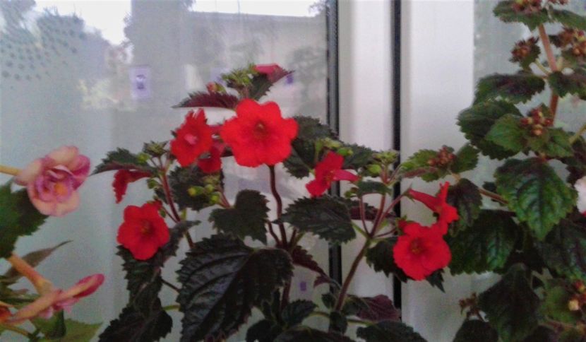  - 0000 ACHIMENES