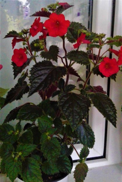  - 0000 ACHIMENES
