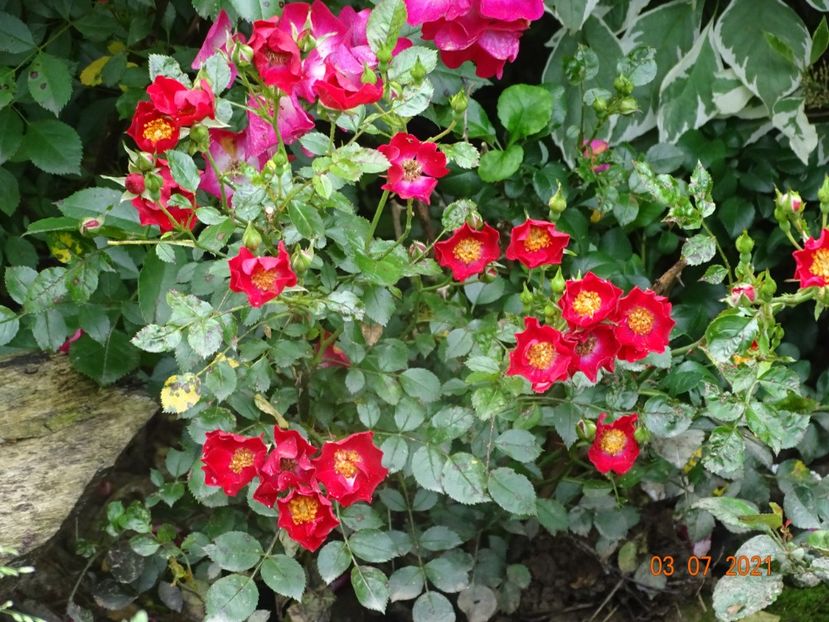  - Trandafiri 2021 2