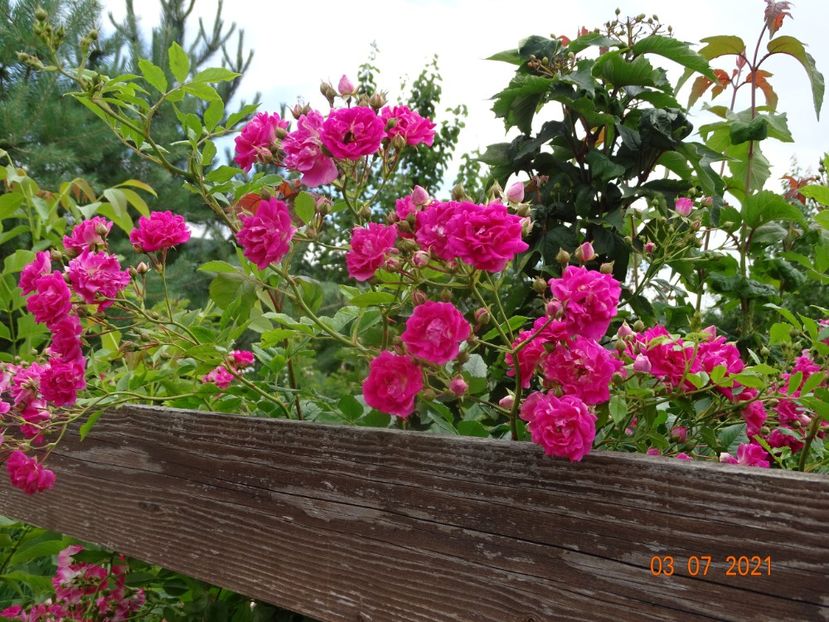  - Trandafiri 2021 2