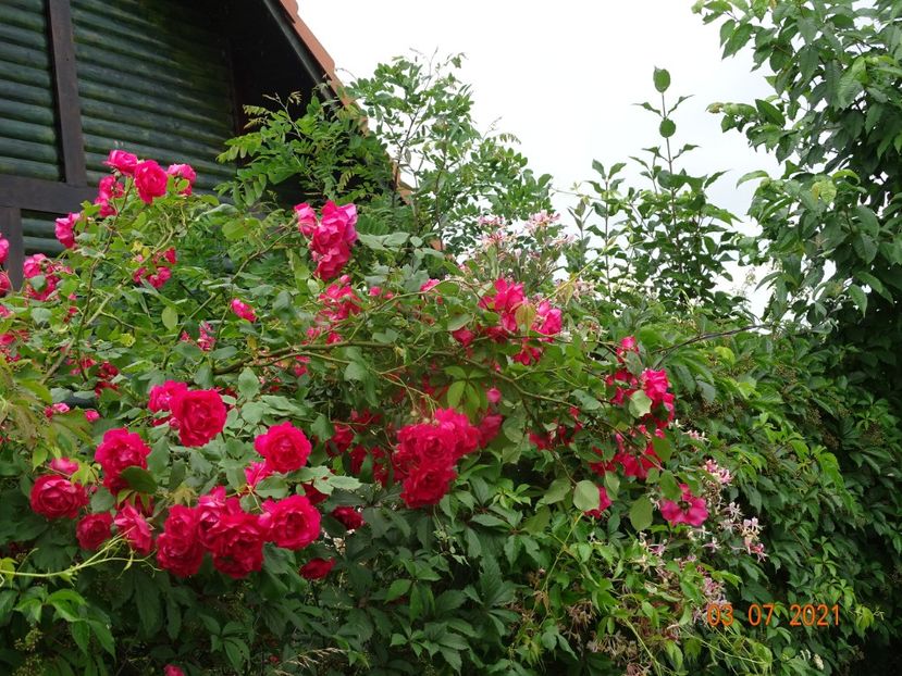  - Trandafiri 2021 2