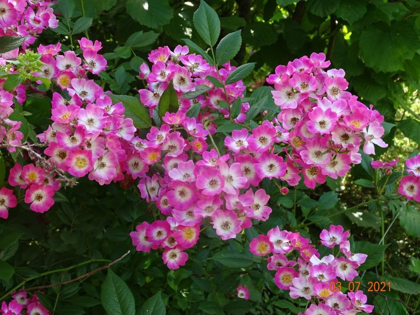  - Trandafiri 2021 2