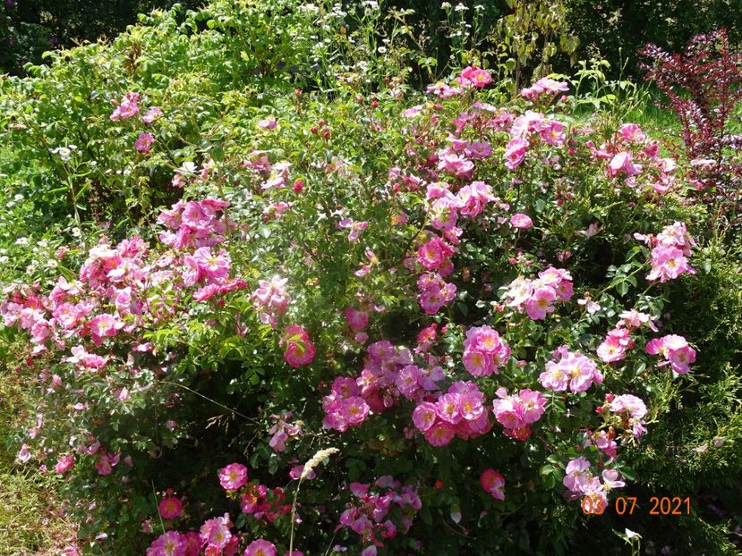  - Trandafiri 2021 2
