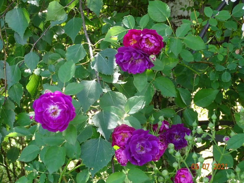 - Trandafiri 2021 2