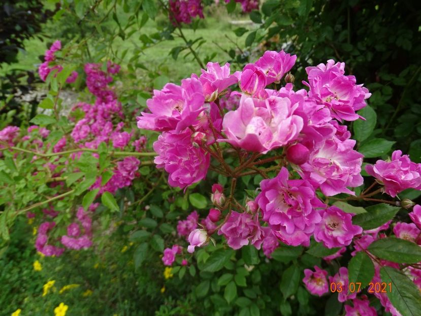  - Trandafiri 2021 2