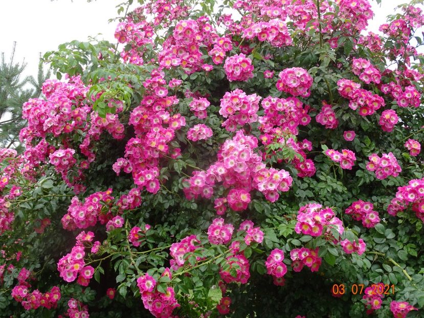  - Trandafiri 2021 2