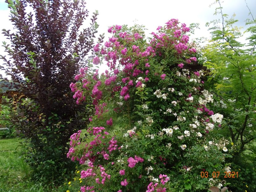  - Trandafiri 2021 2