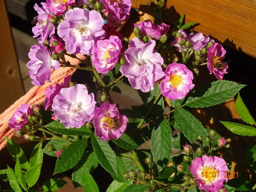  - Trandafiri 2021 2