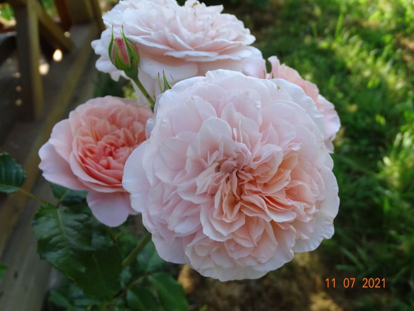  - Trandafiri 2021 2