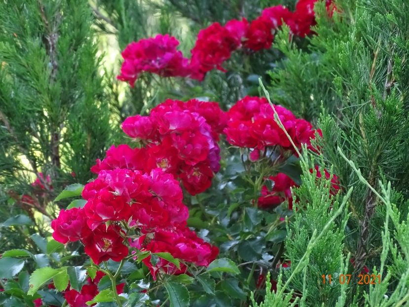  - Trandafiri 2021 2