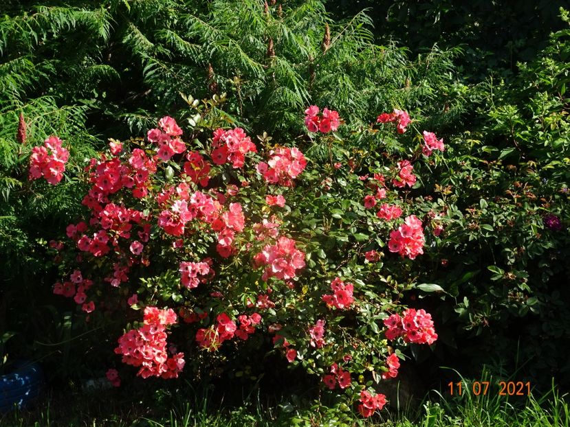  - Trandafiri 2021 2