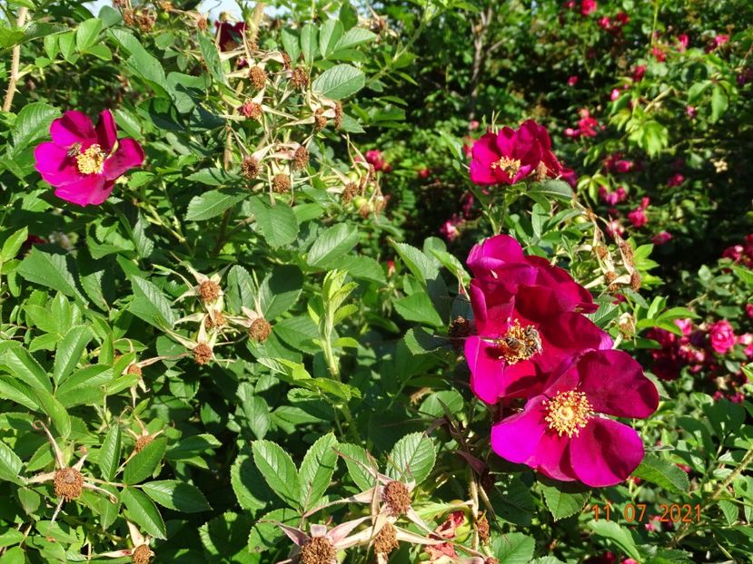  - Trandafiri 2021 2