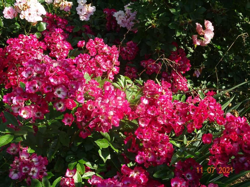  - Trandafiri 2021 2