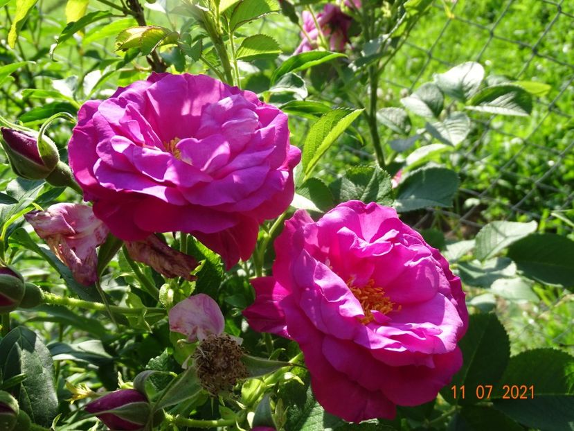  - Trandafiri 2021 2