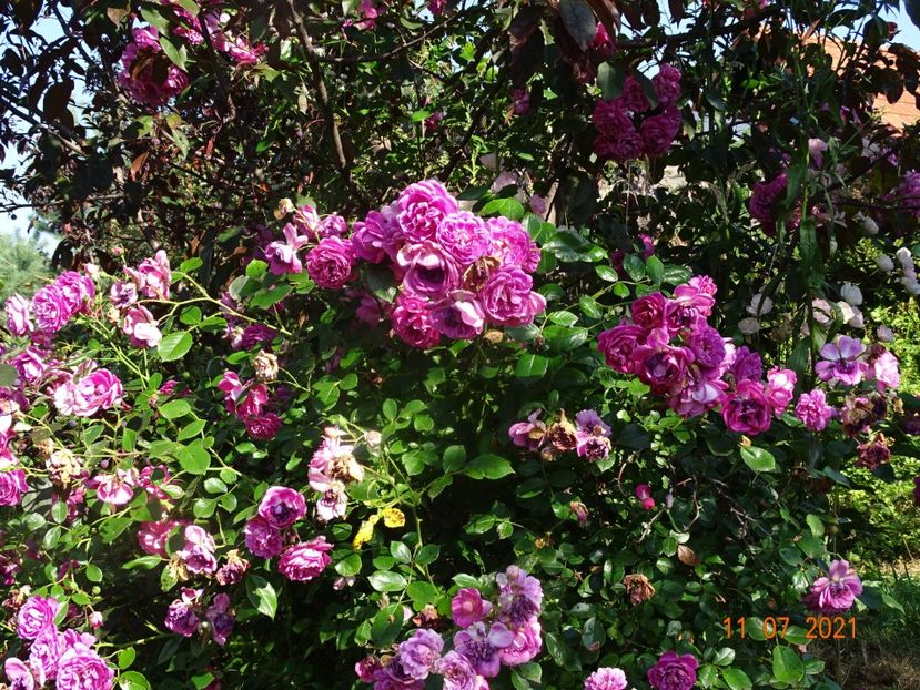  - Trandafiri 2021 2