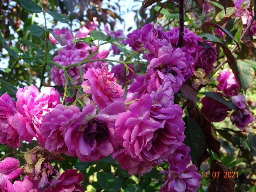  - Trandafiri 2021 2