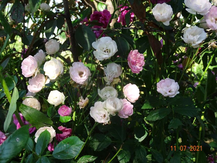  - Trandafiri 2021 2