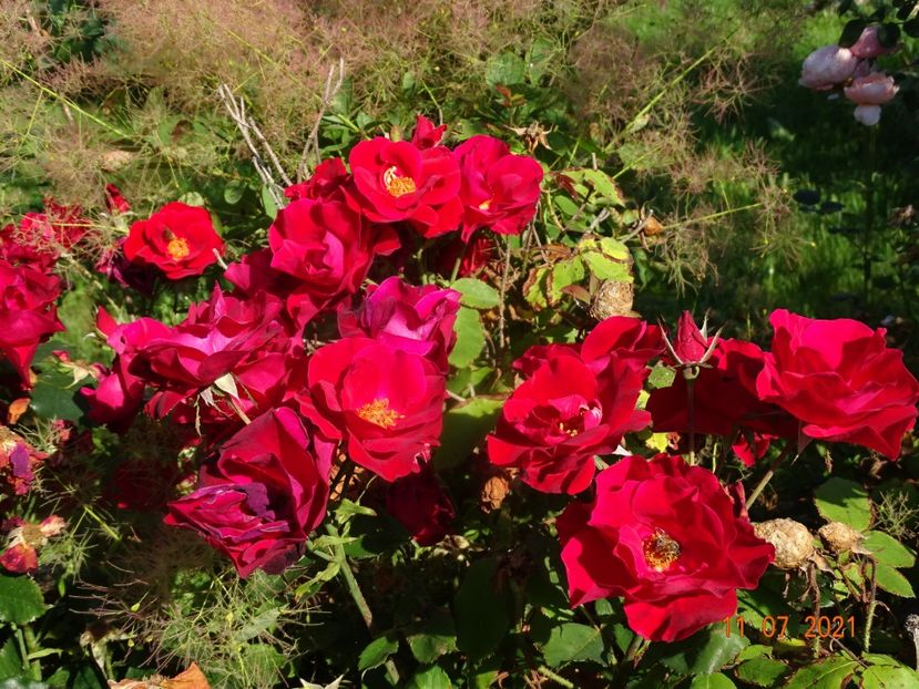  - Trandafiri 2021 2