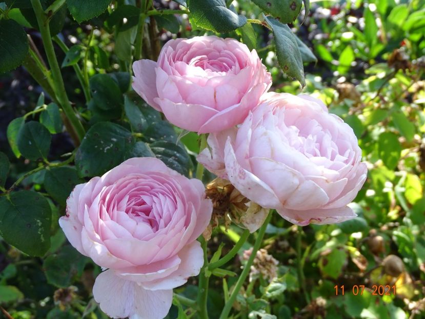  - Trandafiri 2021 2