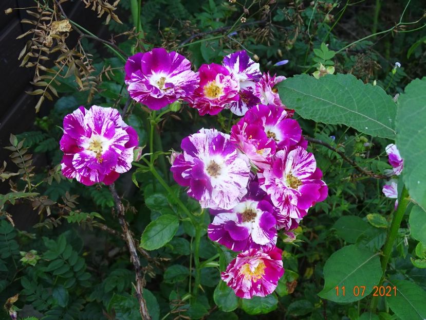  - Trandafiri 2021 2