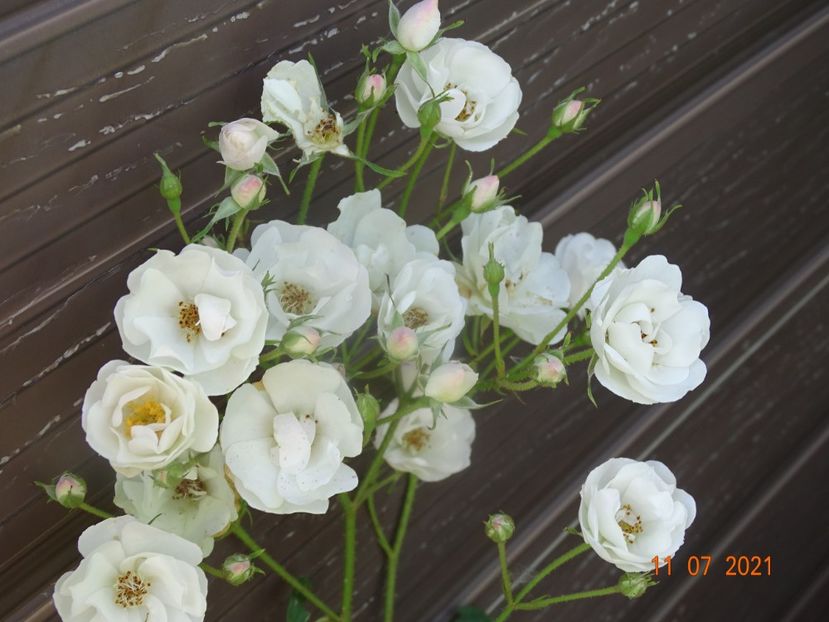  - Trandafiri 2021 2