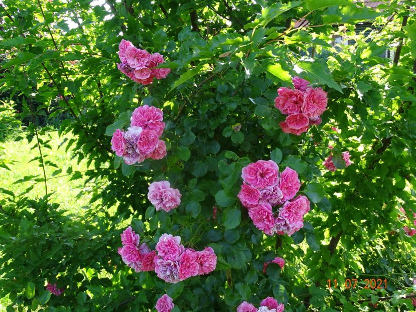  - Trandafiri 2021 2