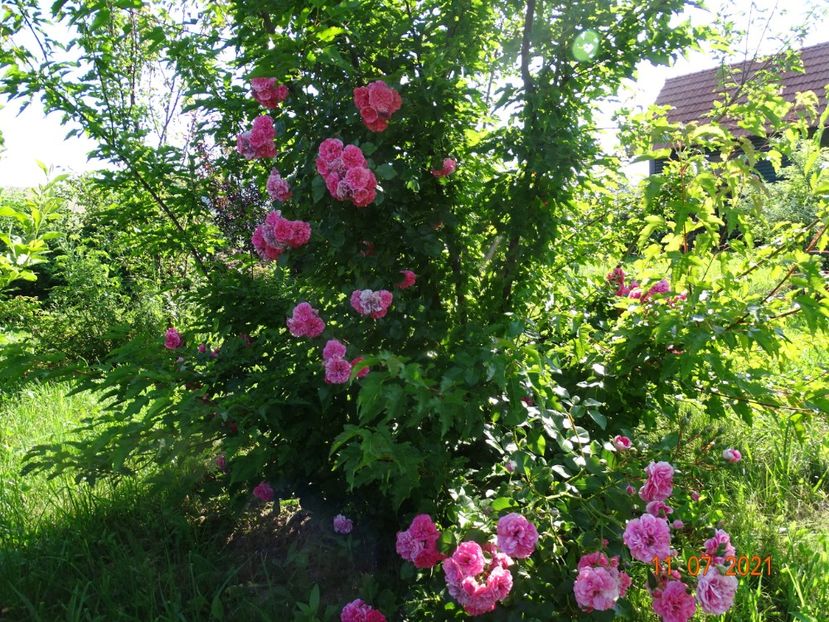  - Trandafiri 2021 2