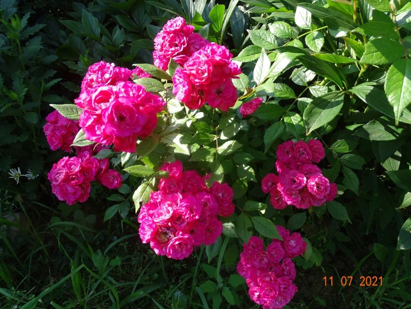  - Trandafiri 2021 2